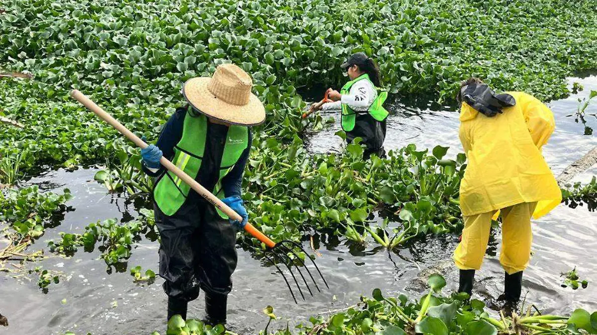 lirio acuatico en estero josefino